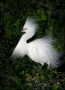 Snowy-Egret;Egret;Breeding-Plumage;Breeding-Display;Egretta-thula;one-animal;clo
